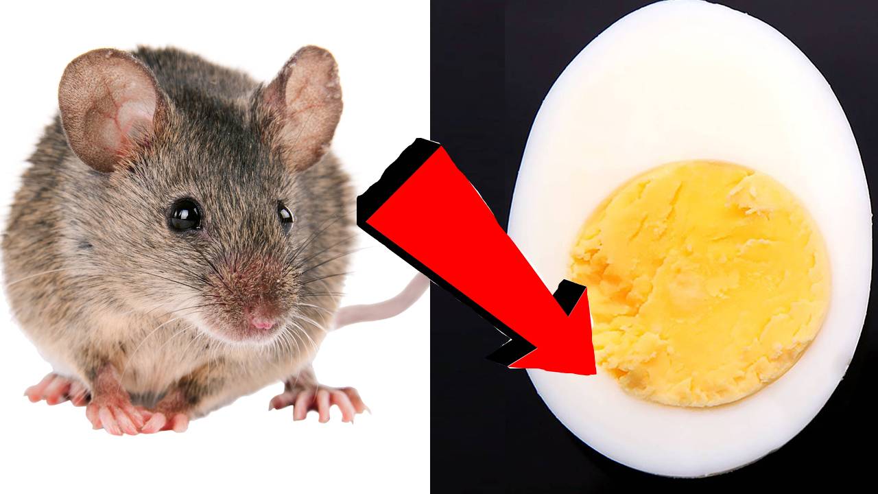 Как избавиться от мышей За 3 Секунды...!!!!!....