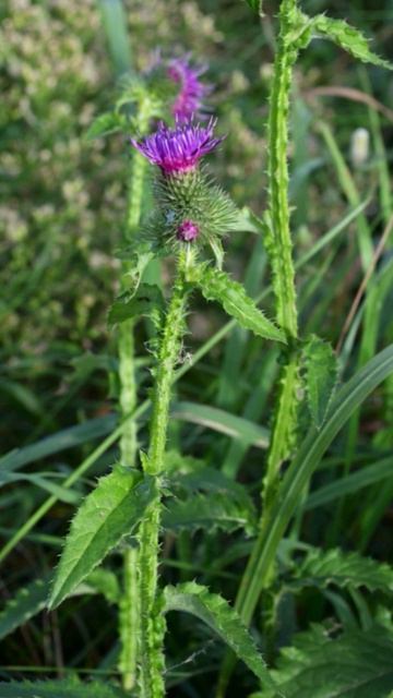 Путают Расторопшу и Чертополох смотреть онлайн