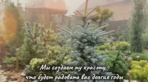 Молодые прививки хвойных осенью 2025