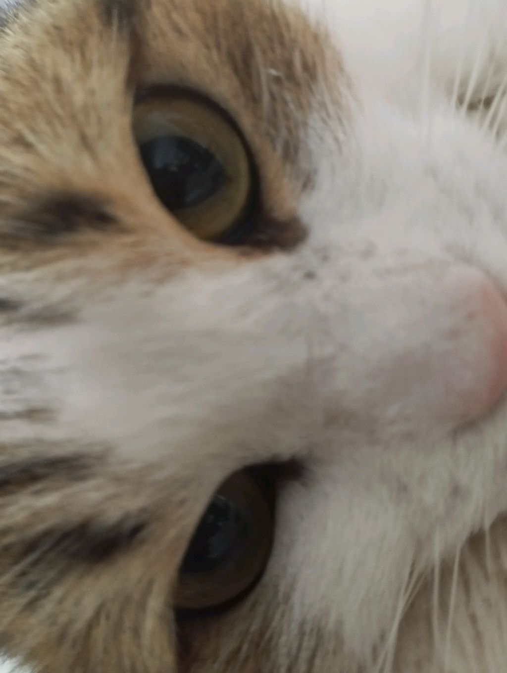 котик смотреть онлайн