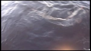 Как Володька сома ловил-2/рыбалка на сома