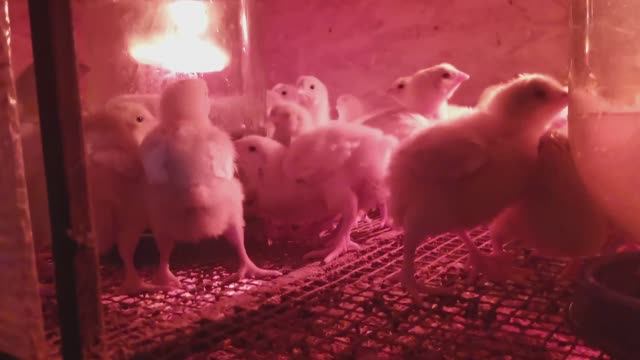 НАЧАЛИ ЗАБОЙ БРОЙЛЕРА. ШАБАШКА В СЕЛЕ. ГОТОВИМСЯ К ОПОРОСУ.