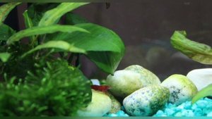 Креветочная медитация