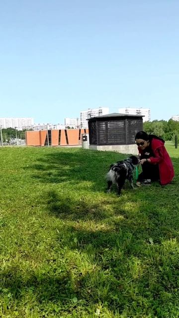 МАО Хара - щенок учится ловить подброшенный диск