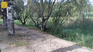 Карельские берёзы в Ботаническом саду. Москва.