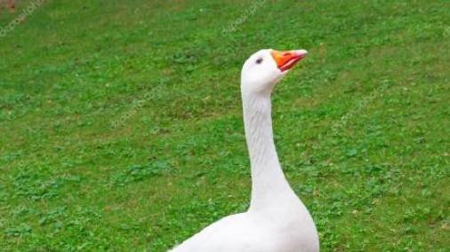 Goose
