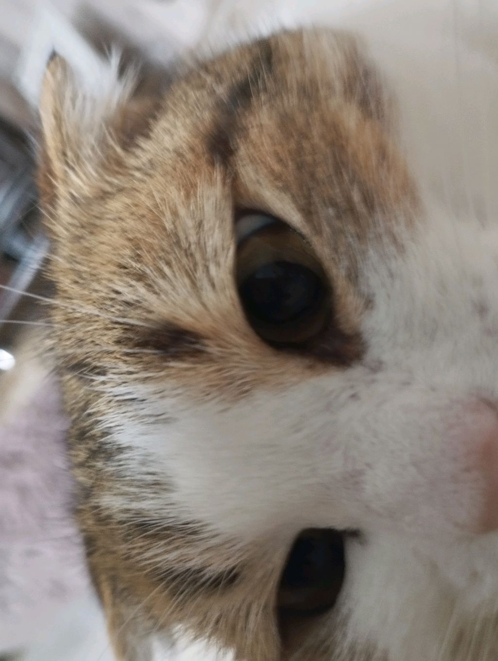 мими смотреть онлайн