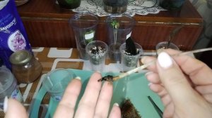 Алоказия и замиакулькас. Пересадочка 💞