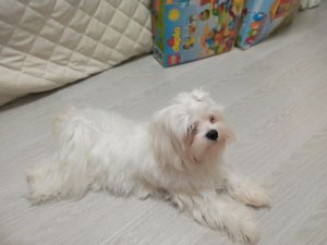 опять не сплю ! а чо не хочу спать , все ради вас!