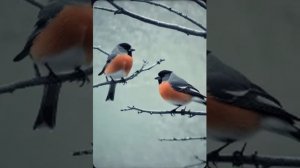 Иосиф Бродский — Миновала зима (вар1)