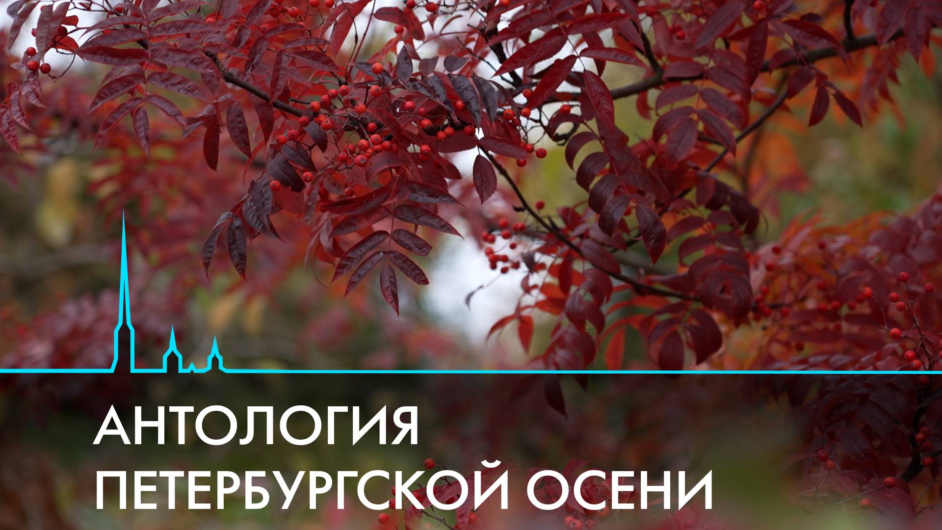 Антология петербургской осени. Как меняется жизнь города?