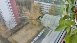 Птицы синицы.