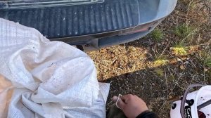 МЕДВЕДЮ ЭТО НЕ ПОНРАВИЛОСЬ. ДИКИЙ СБОР ЛЕСНЫХ ЯГОД. ПРОНИК НА МЕДВЕЖЬЕ ПАСТБИЩЕ И ОБАЛДЕЛ