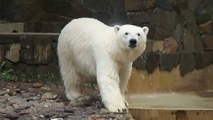 Медвежата Белка и Стрелка радуются солнцу и возможности еще покупаться.
