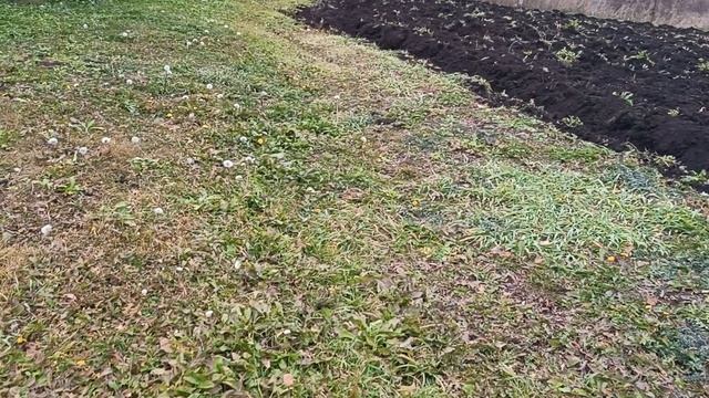 Пашу последний огород в 2025г.