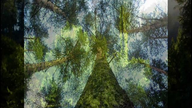 Как хорошо встречать рассвет в лесу...   исп. Д.Аникеев смотреть онлайн