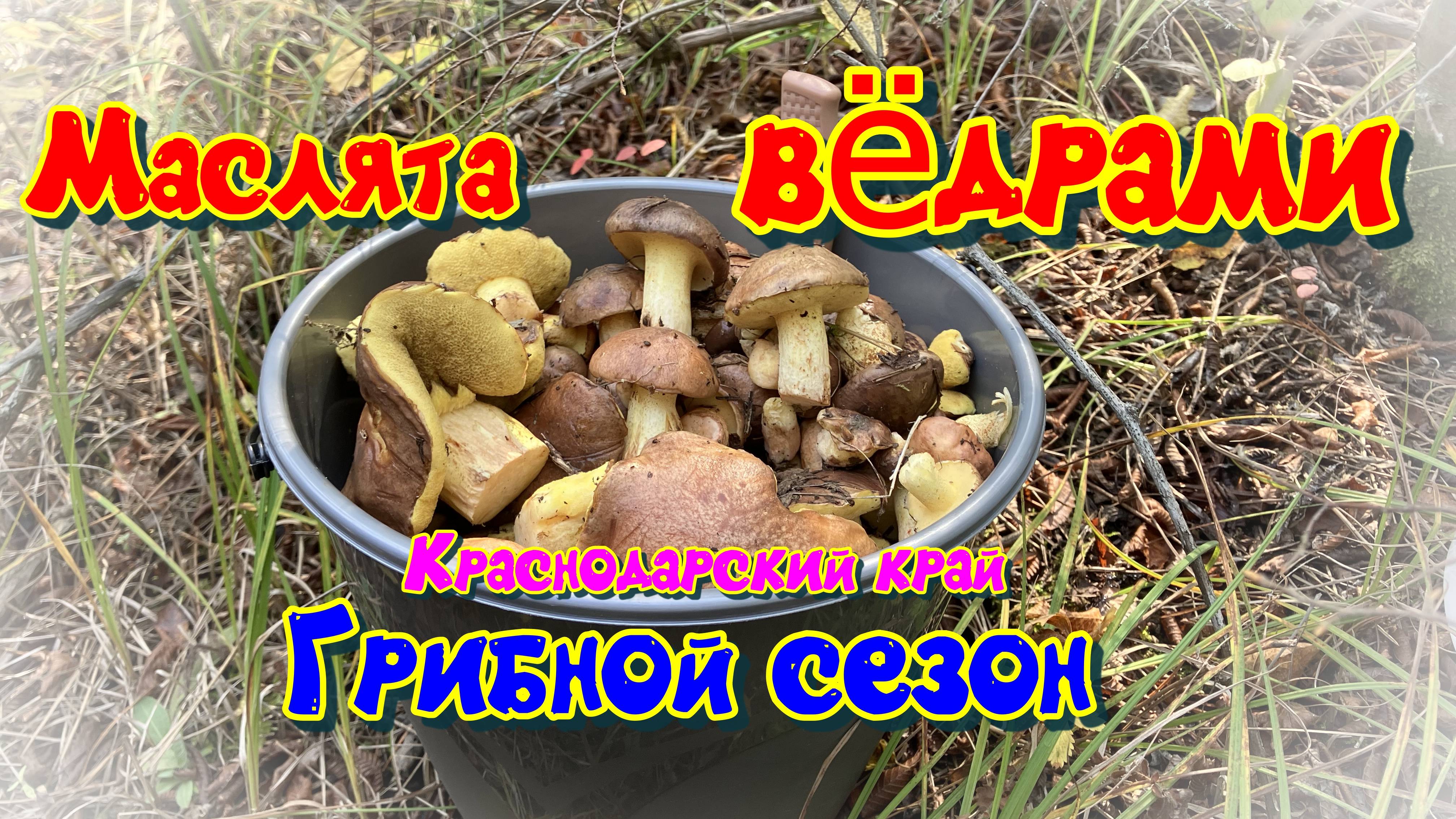 Собираем грибы маслята. Краснодарский край