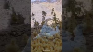 уточки