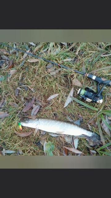 Сегодня прогулялся со Спиннингом на реке🎣 Использовал приманку вертушку Mepps Aglia #4 Fluo (Tiger)