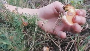 В ЛЕС за РЫЖИКАМИ! Без ЛОПАТЫ не обойтись! Встретили зверя в лесу!