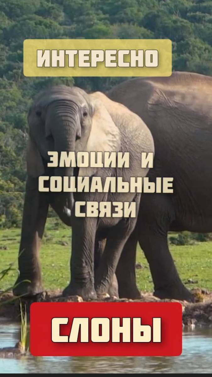 Эмоции и социальные связи слонов