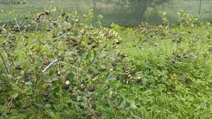 Август 2025. Урожай и стройка.