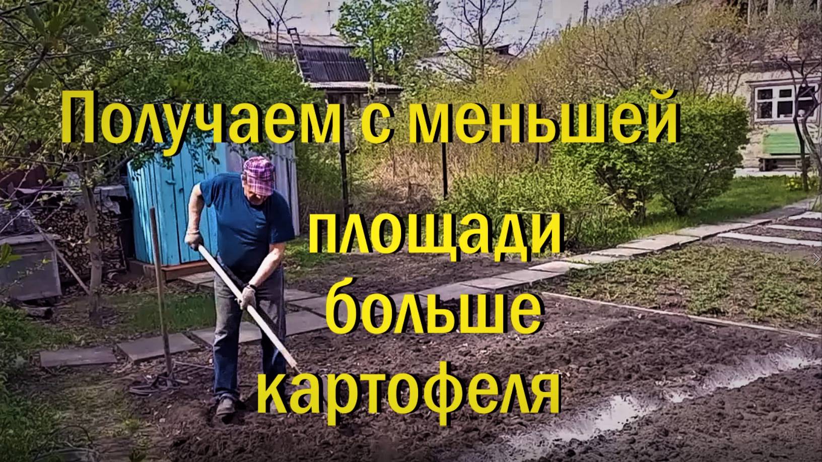 Получаем с меньшей площади больше картофеля 8 мая.и 9 июня