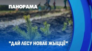 21 миллион деревьев: Беларусь сажает будущее в акции "Дай лесу новае жыццё". Панорама