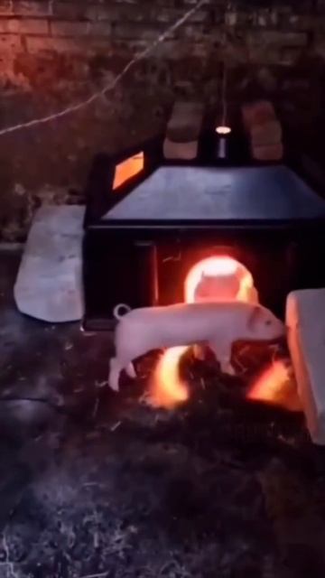 аоаокоаоарк