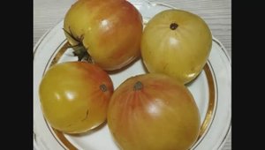 Каталог томатов 2025 года. Часть 11. Проверенные сорта. г. Киров