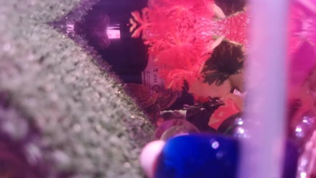 Красноухая черепаха в воде / аквариум