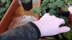 v20*Укореняю пеларгонии в грунт 3. Что с корнями? Укоренился черенок и в 0.5л!
