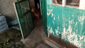 Рыжий защитник