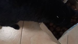Зачем коту коробка?🐈⬛Коробка с сюрпризом🎁