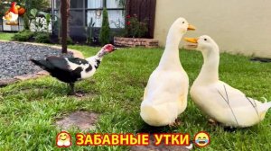 Забавные утки мускусные и пекинские на свободном выгуле со своими друзьями ч.(256) ❣️🤗😂
