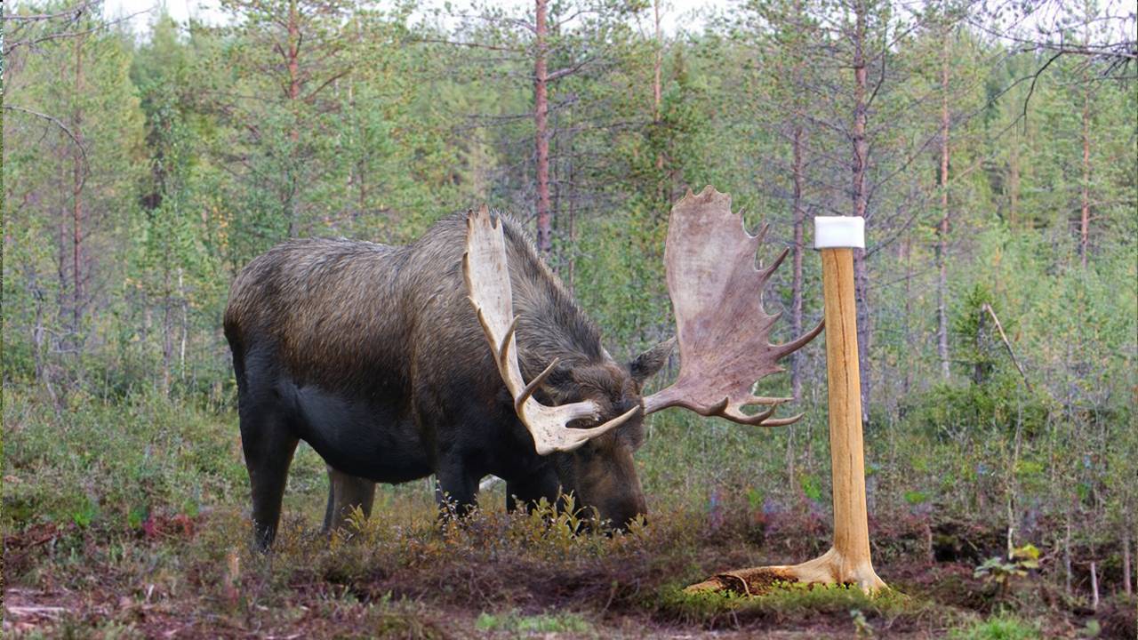 Скрытая жизнь лесных  гигантов! Огромные лоси у солонца. Медвежьи танцы  на мазутнице.