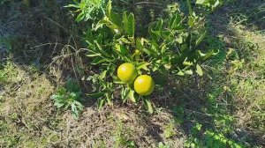 Как растут мандарины)