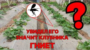 Мошки на грядках клубники? Белый налёт и муравьи? СРОЧНО делайте это, иначе останетесь без урожая!