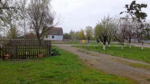 Воспоминания 2021г. Мурка на улице с котятами. Вспахали огород под посадку. Будем садить лук.