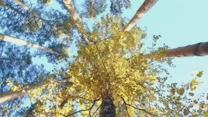 ОСЕНЬ.БАБЬЕ ЛЕТО.(2025 год)