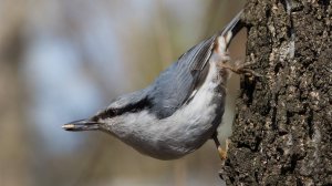 Новый гость ПОПОЛЗЕНЬ. Большие СИНИЦЫ и ЛАЗОРЕВКИ. 18.10.2025. Кормушки в Подмосковье.