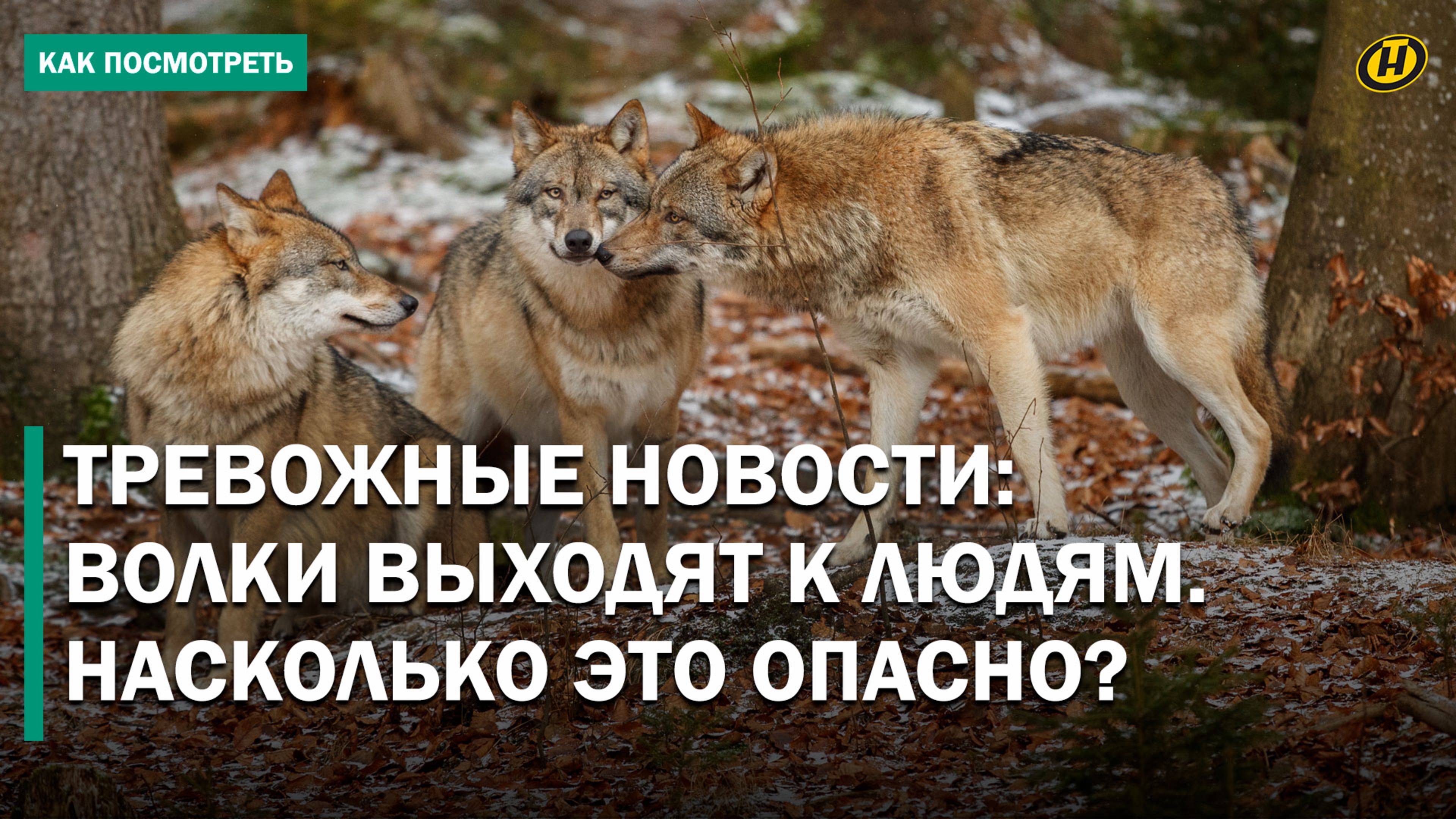 Стая волков терроризирует несколько деревень на юге Беларуси! Но так ли это?