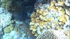 Barceló Tiran Sharm окт 2025 съёмки А.Сальникова