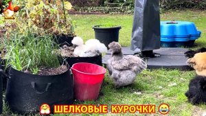 Шелковые курочки пушистые шарики ❣️🤗😂 (23)