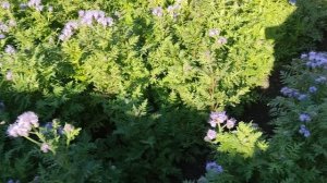 Фацелия 18 октября 2025