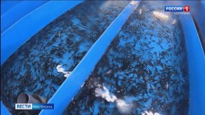 Мальки стерляди из костромского питомника отправились в свободное плавание по Волге