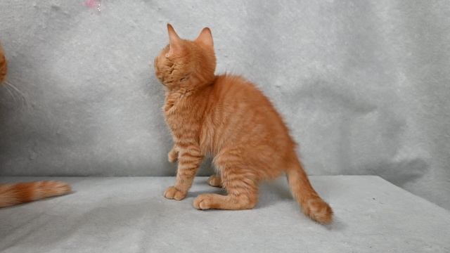 DSC_4370 смотреть онлайн