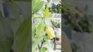 Гибискусы скелетики цветут 😊🌺🌺🌺