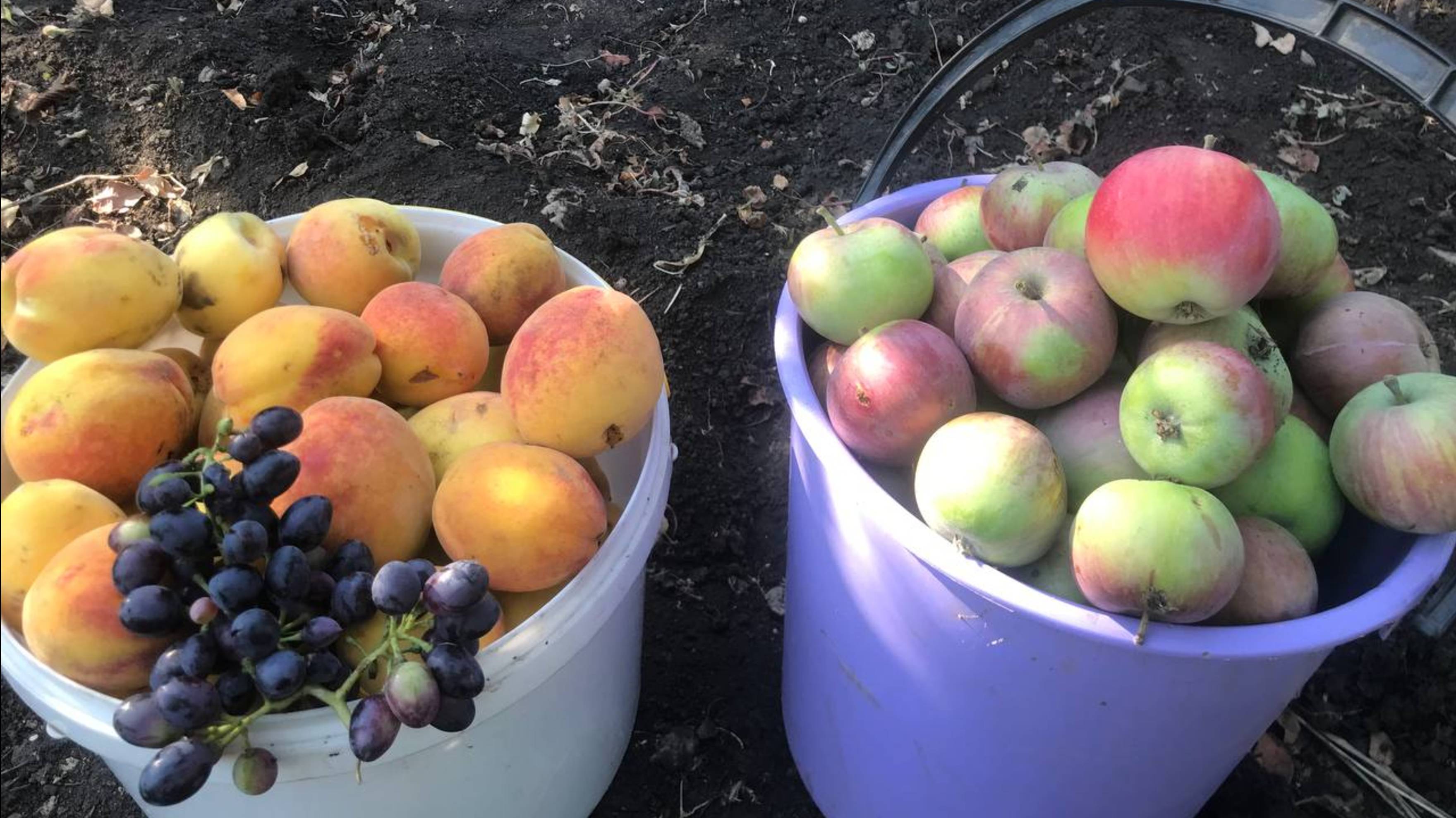 Застелила линолеум и заказала щели на дачном домике. Яблоки