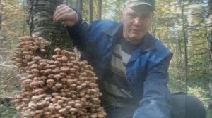 За осенними опятами!